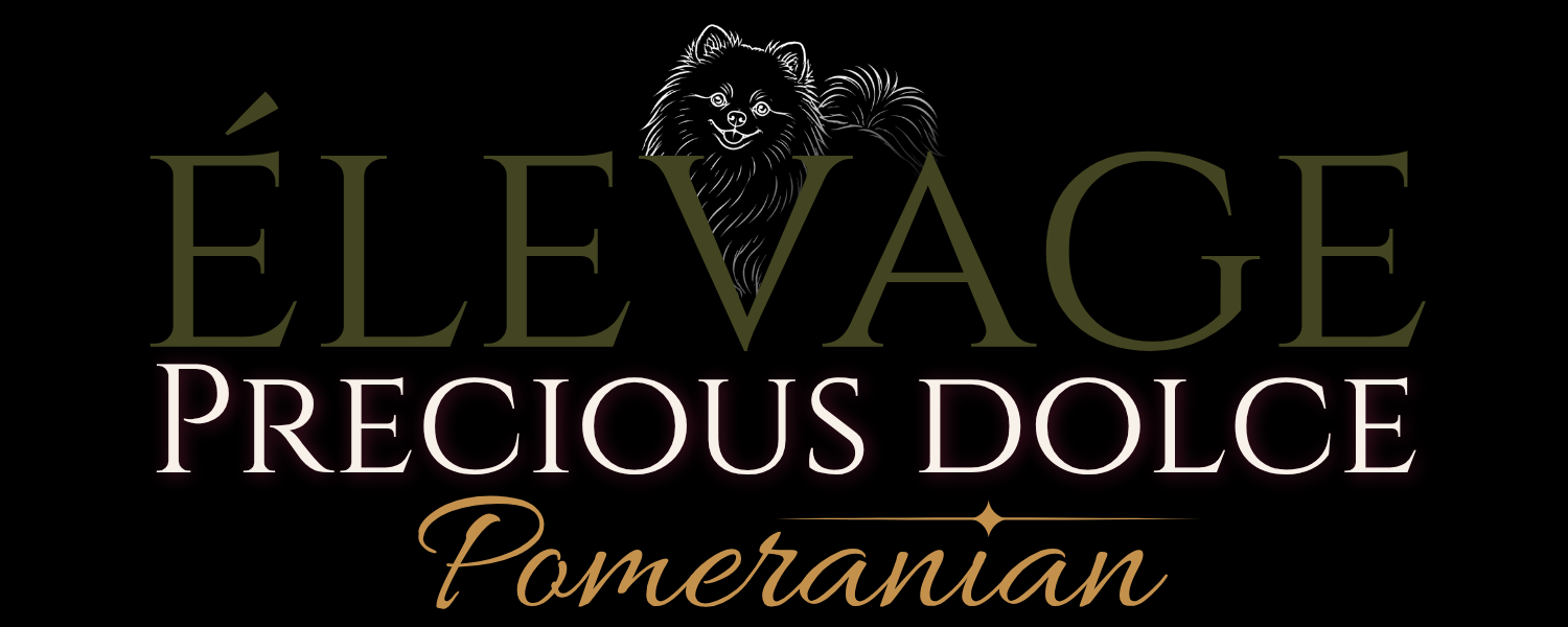 pomeraniens